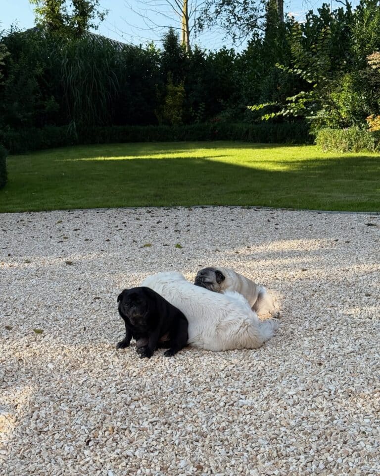 katrin_de_buhr_1766081449_3790488386071488103_2300609741